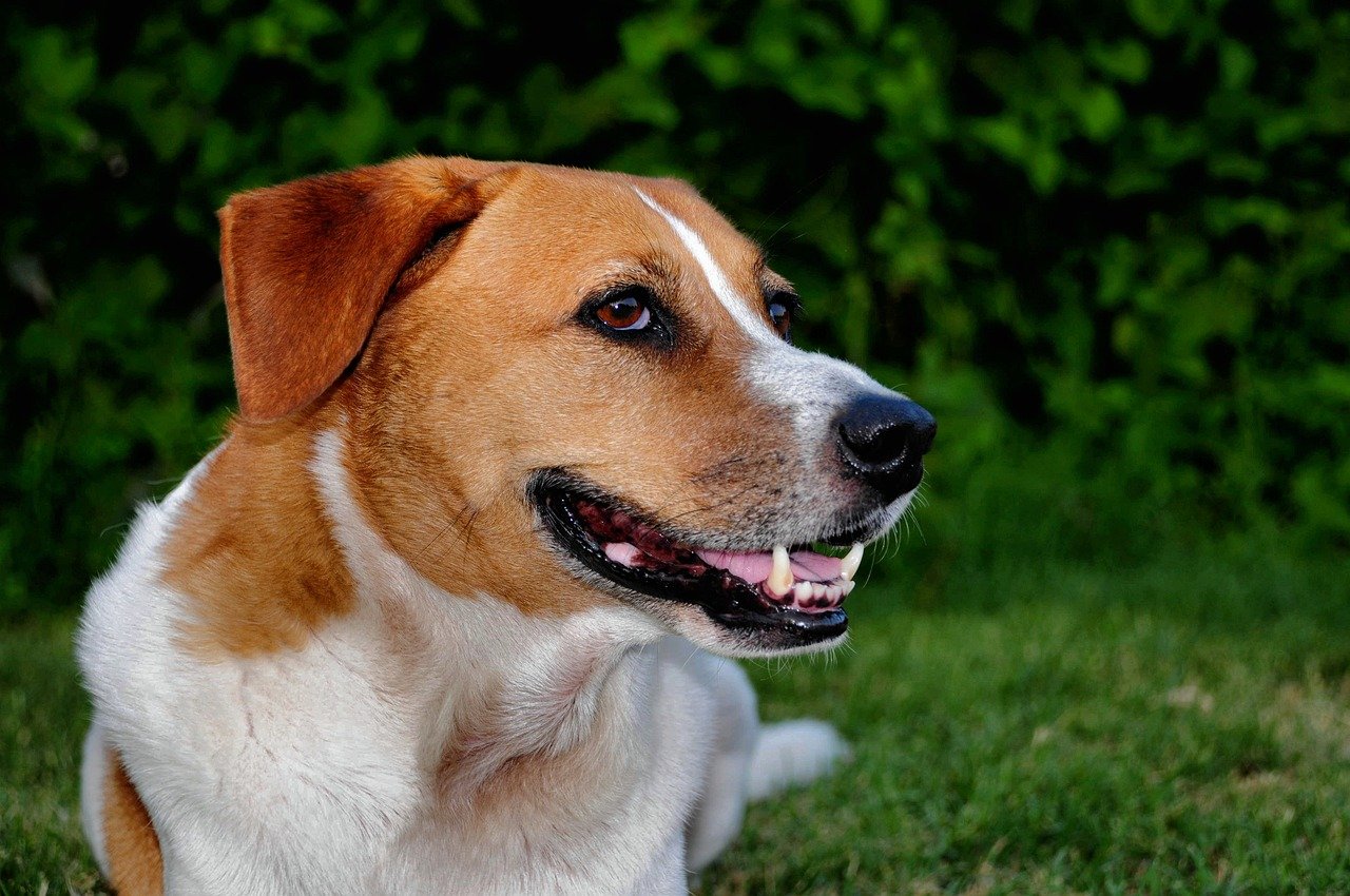 dog, pet, animal, canine, mammal, puppy, cute