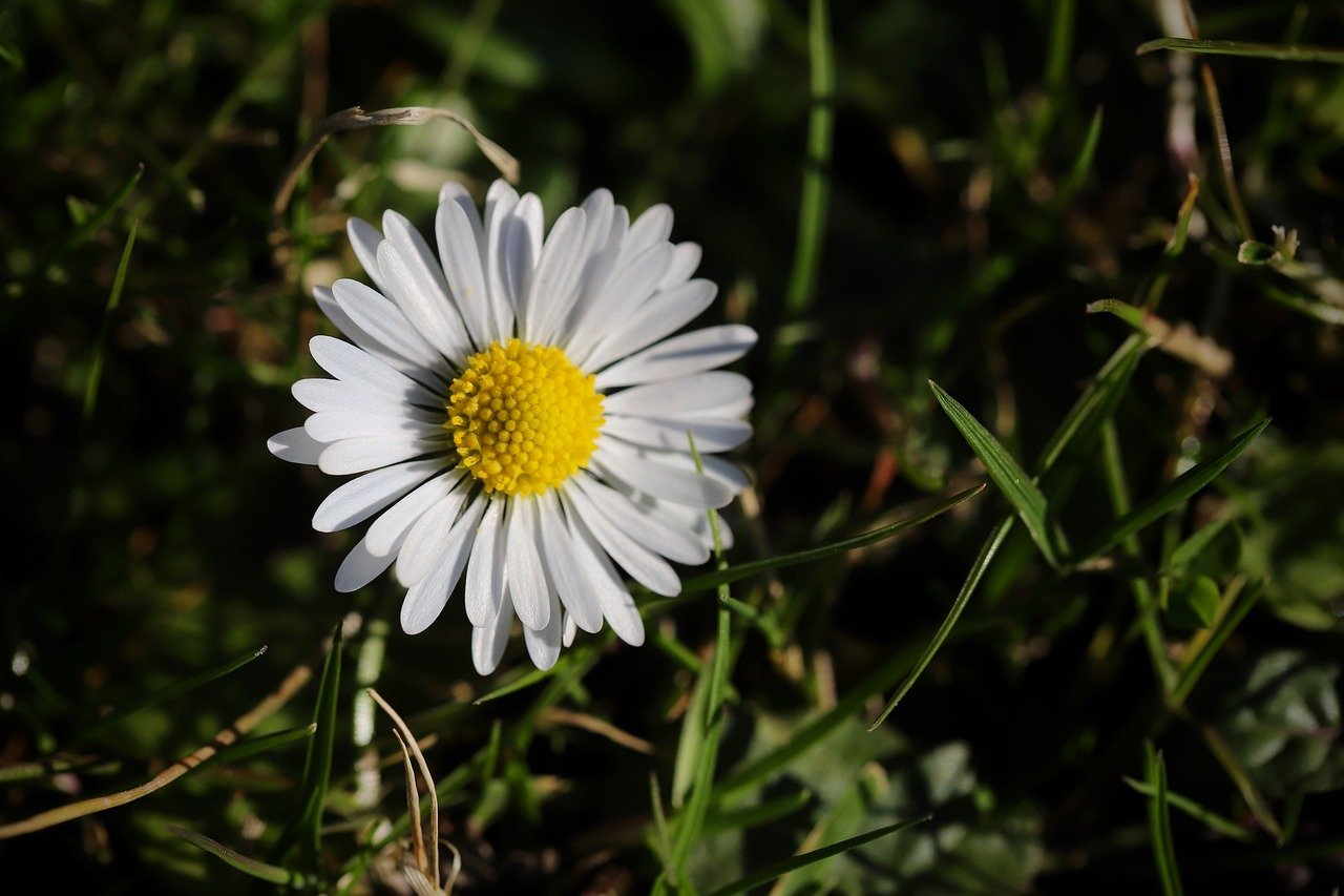 daisy, pointed flower, petals, bellis perennis, a thousand beautiful, m p, white flower, inflorescence, persistent